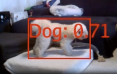 A white dog with a bounding box around it labeled 'Dog: 0.71'